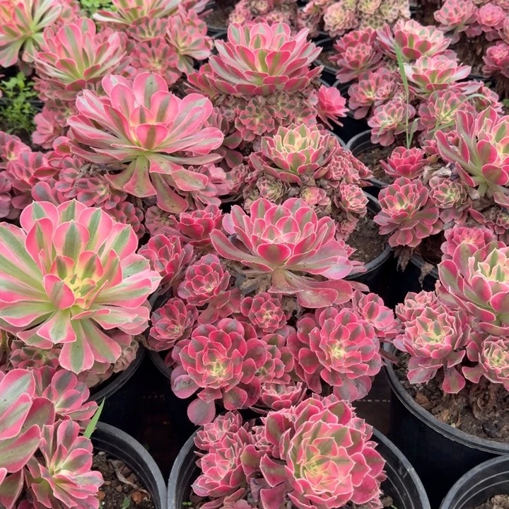 女巫群生啊啊啊啊啊