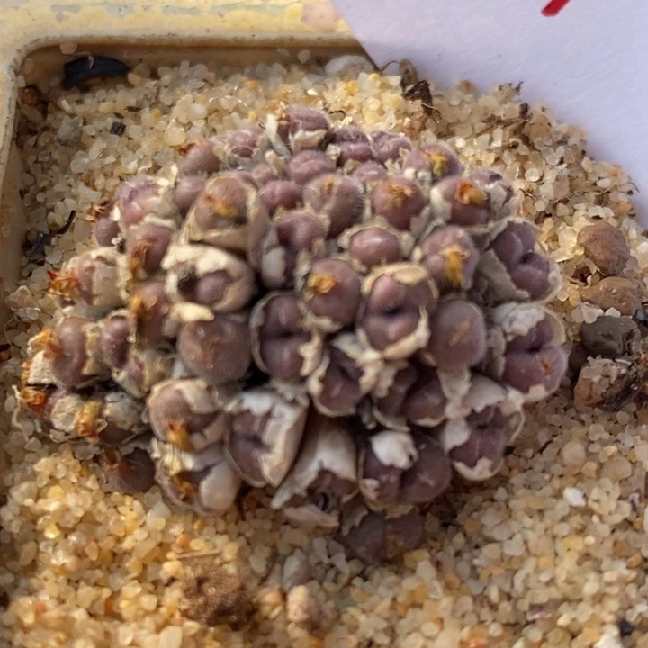 2032史蒂芬尼毛球一群