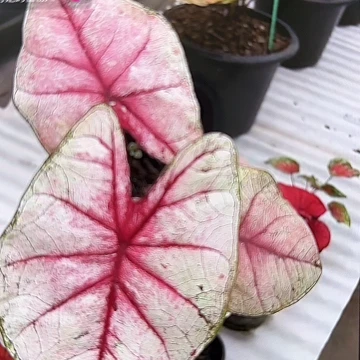 21-0307彩叶芋泰国发货多肉