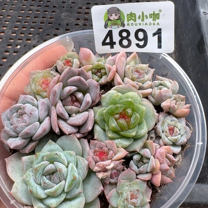多肉植物多肉植物