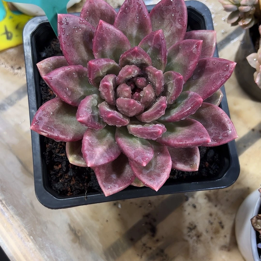 迷雾泡泡35号多肉植物