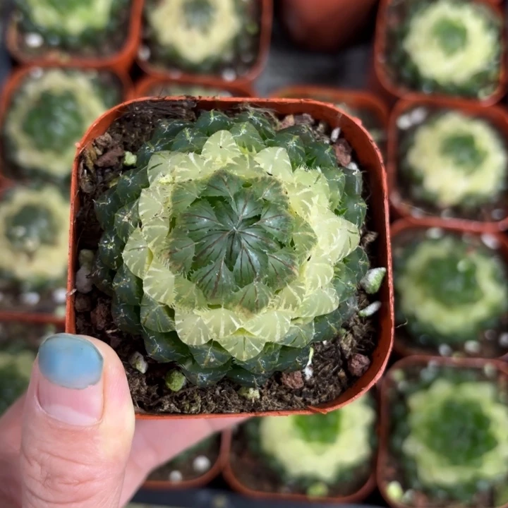 宝莲灯多肉植物原盘