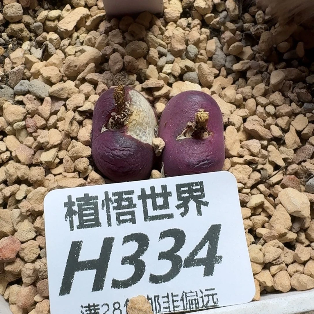 多肉植物的润泽fhj