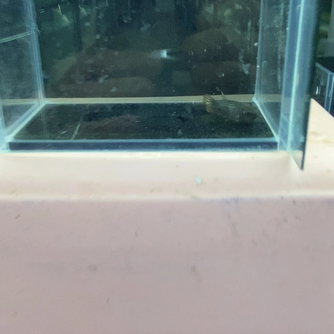 斗鱼包活不包损所见即所得158