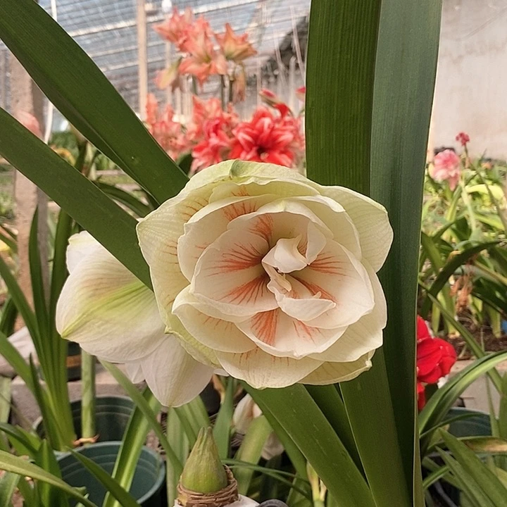 仙女尼夫带花苞285号