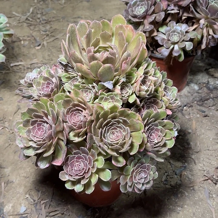 多肉植物法师半夏5