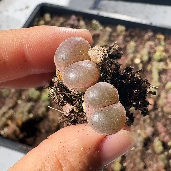 多肉植物捡漏福利130