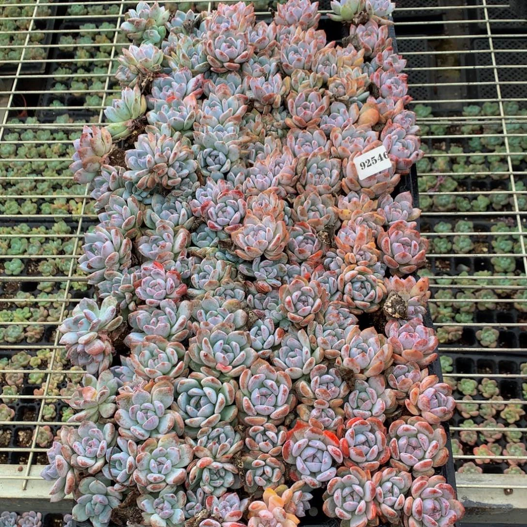 92546一整盘嗯嗯嗯嗯嗯嗯嘿