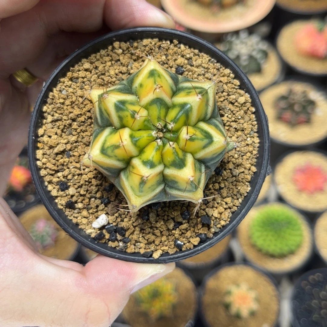 7棱泰系实生根———