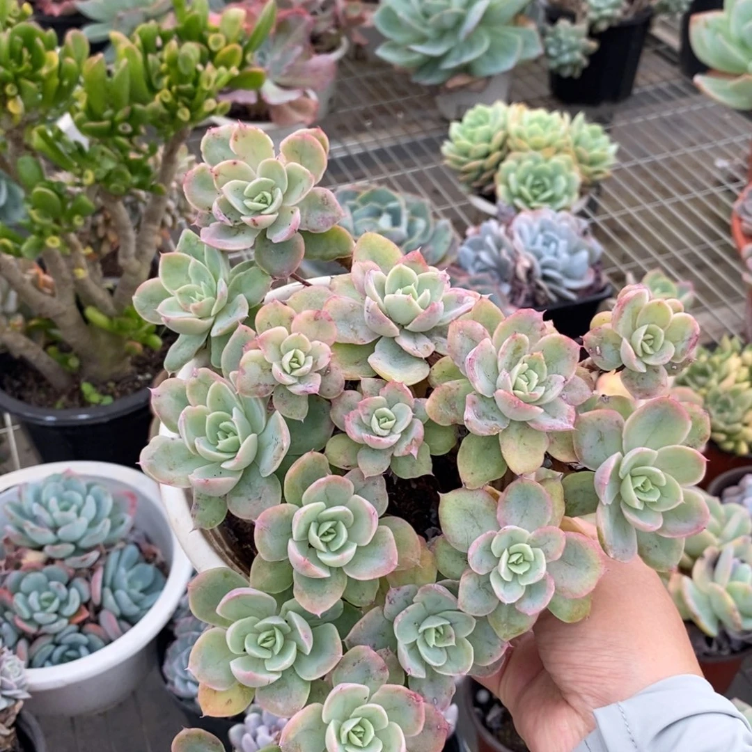 2952丝绸面纱一物一拍