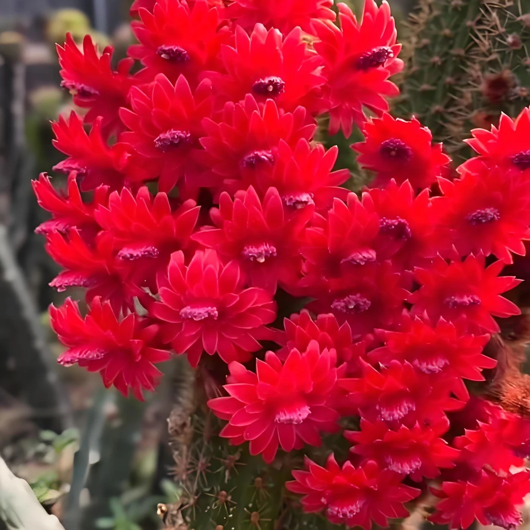 【红水晶金妞】仙人球盆栽桌摆好活美观办公花卉绿植净化空气吸甲醛