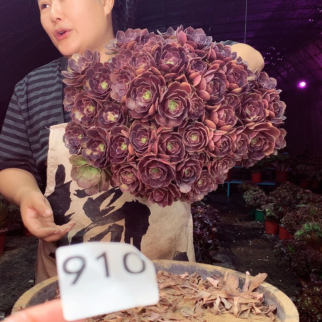 柒柒精品多肉脱土发货不包断侧枝910