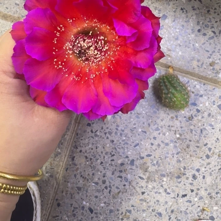 203彩草情人无根侧牙很丑4公分左右，20包邮歪