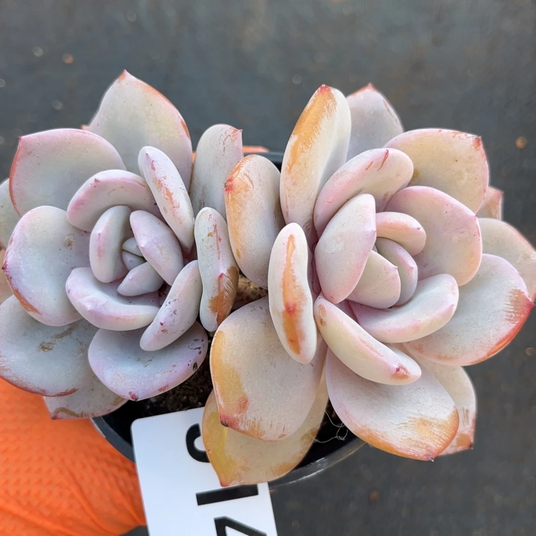 914号新疆西藏内蒙古不包邮