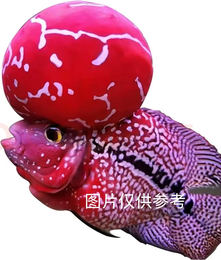 鸿运当头罗汉鱼活体好养耐活淡水热带观赏鱼随机发货8-10公分