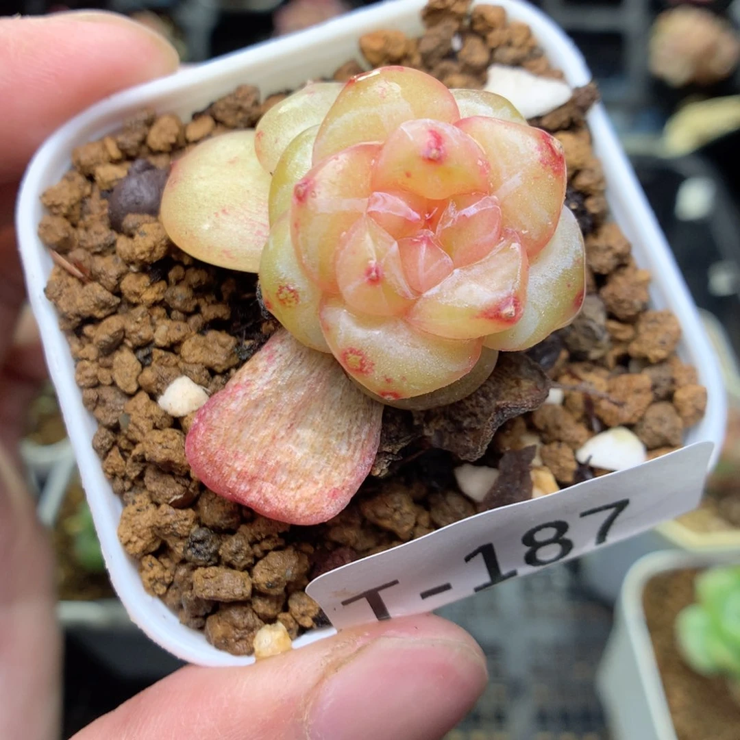 T187y y y y y y y y t