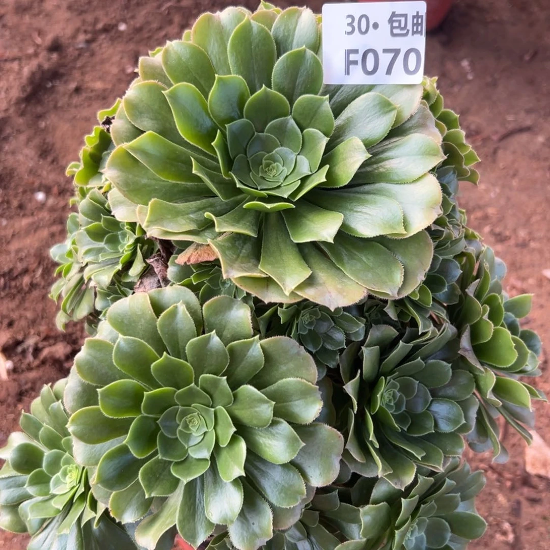 070绿杨蓉多肉法师