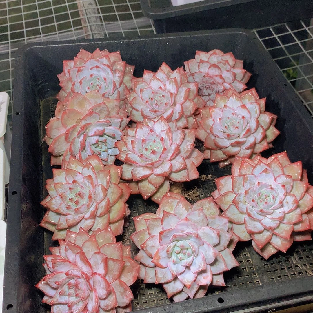 单头粉蓝鸟儿童雨衣哦哦哦哦