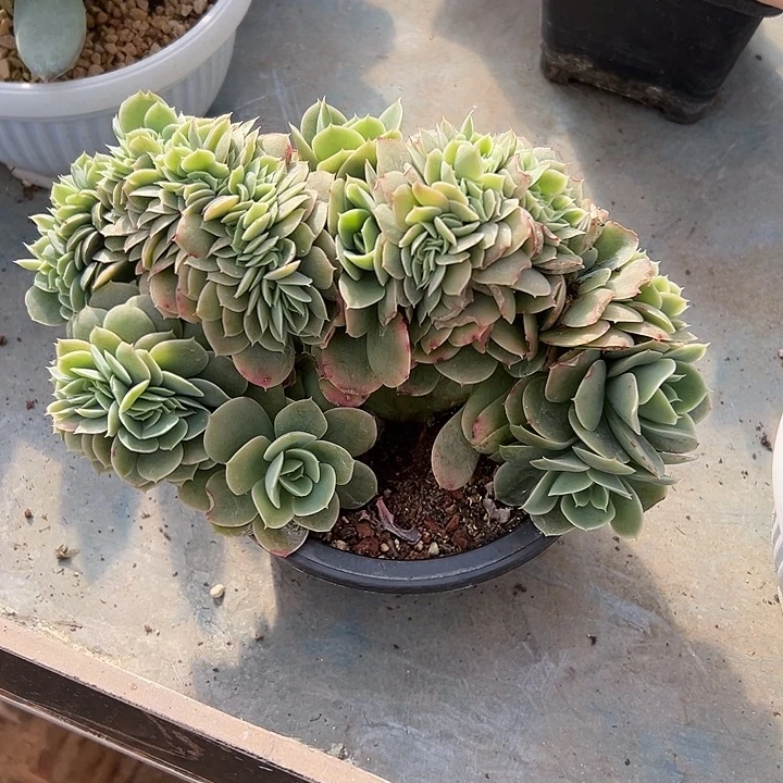 星娜塔群生缀化多肉