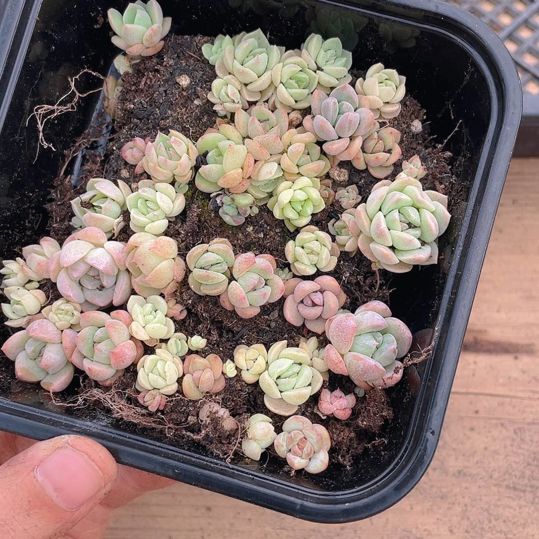 多肉植物多肉植物5