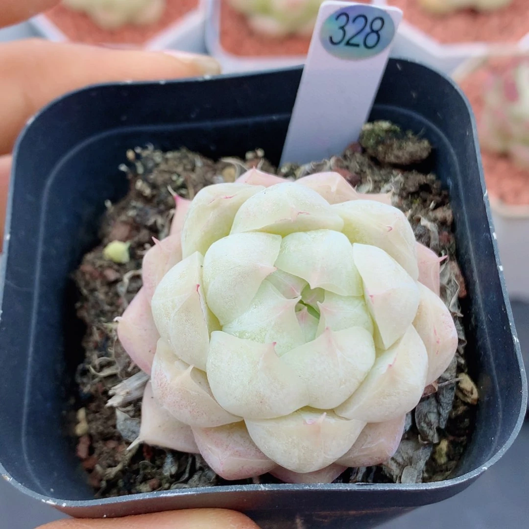 月影杂58包邮  群生不包整328