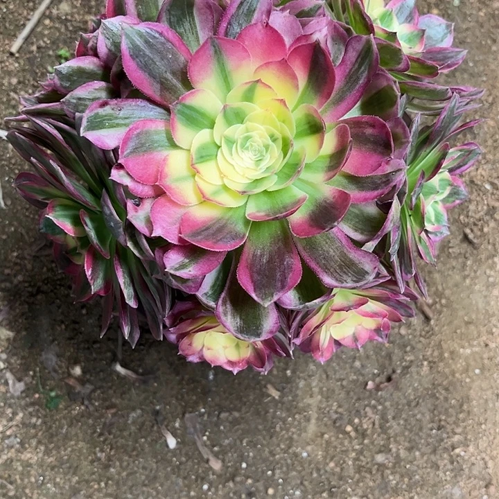 多肉植物海仙锦…………