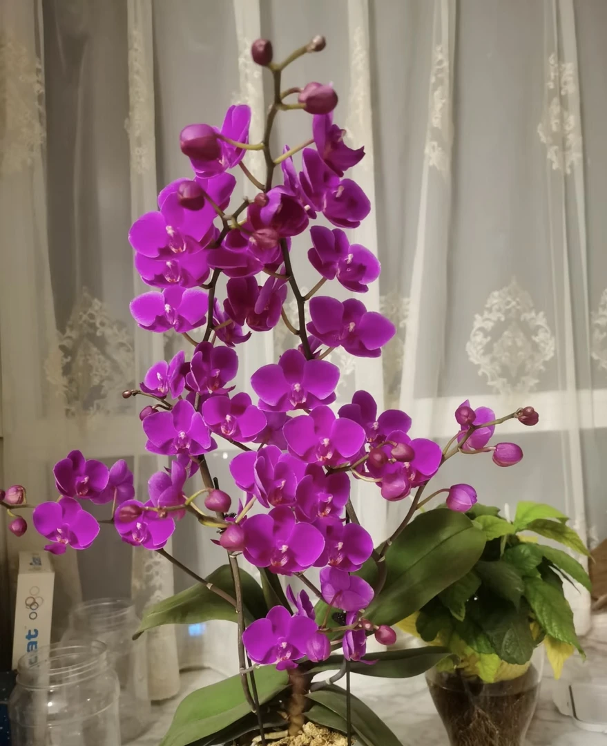 【满天红】蝴蝶兰3.5杯不带花剑特别爱长侧枝花量巨多 丰花型蝴蝶兰