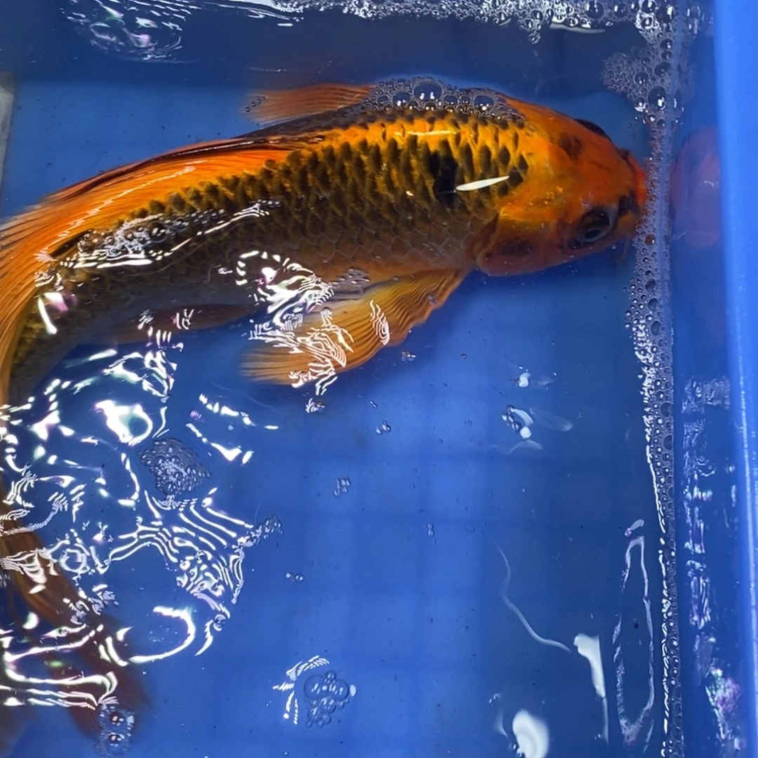 锦鲤冷水锦鲤包邮