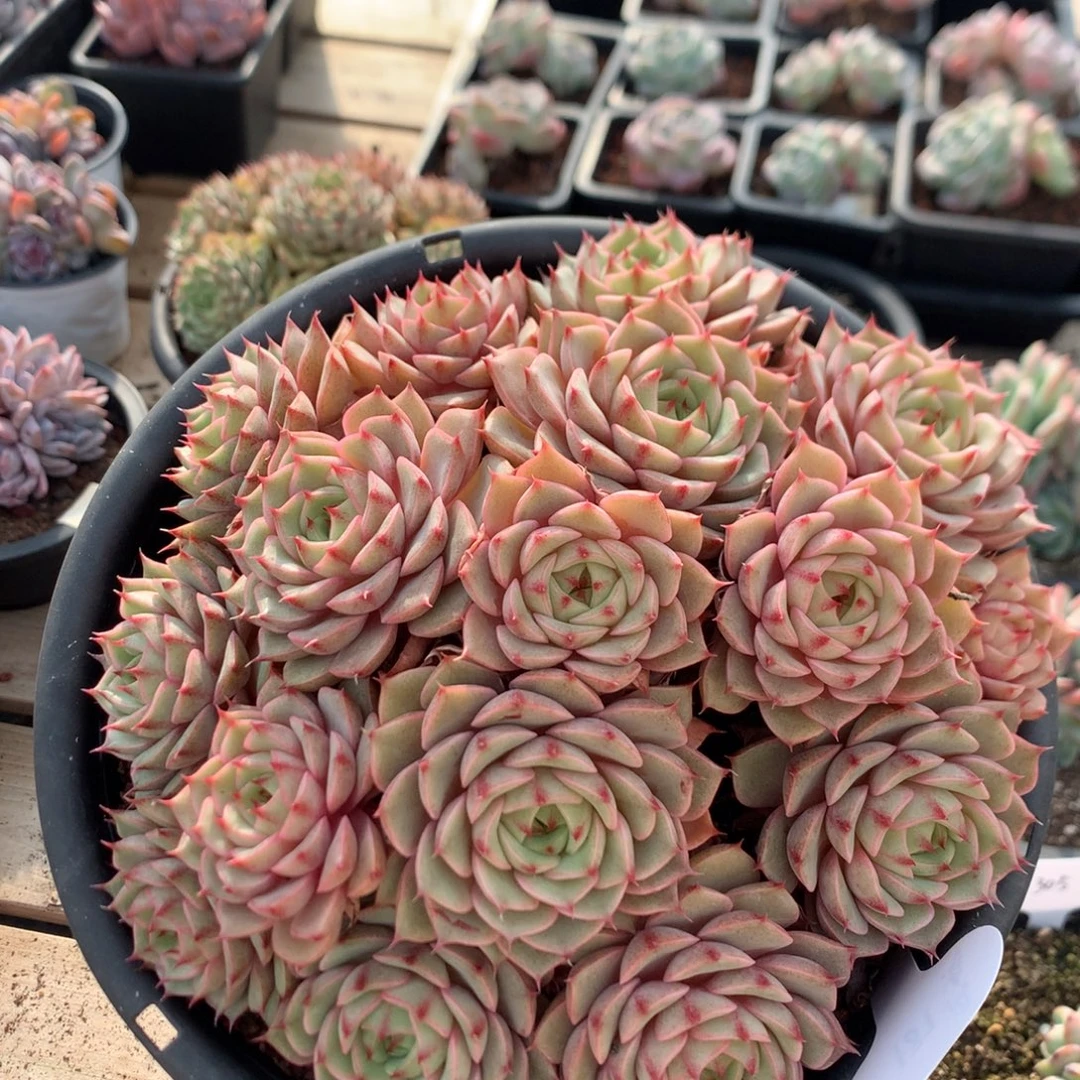 20厘米16头苯巴蒂斯 无砍 187