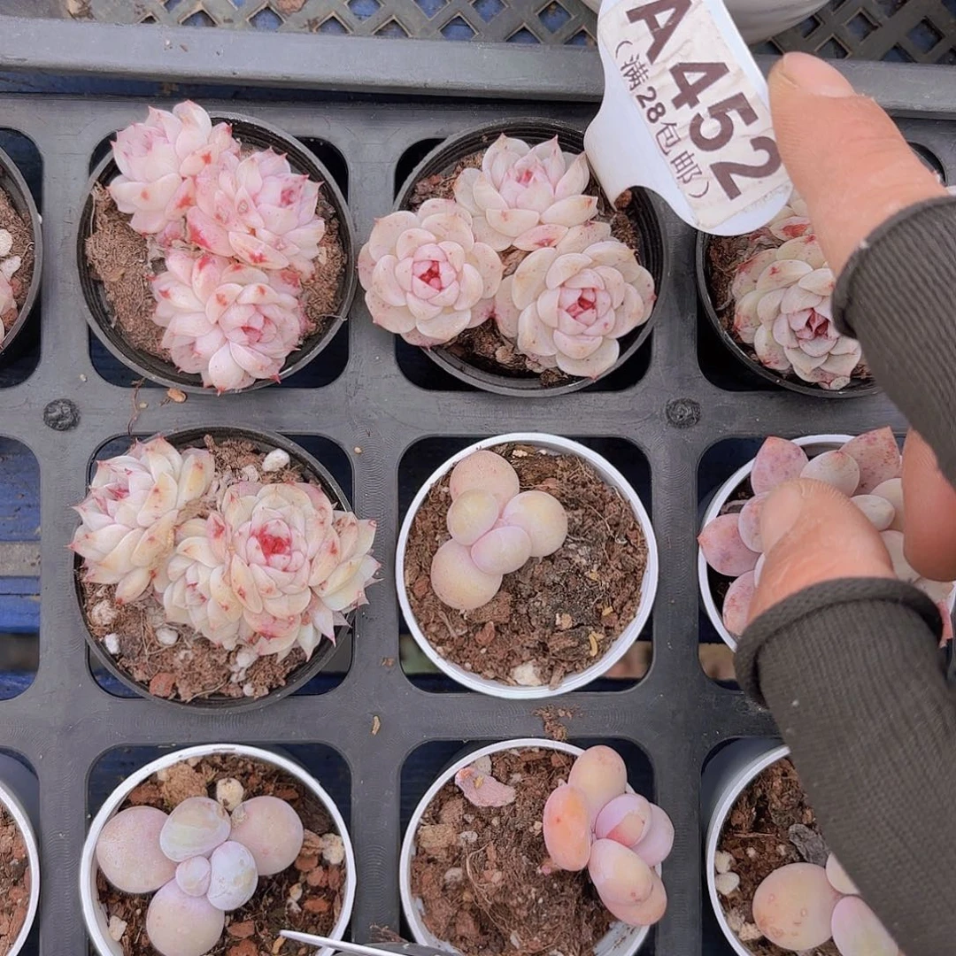 A452天鹅绒一物一拍