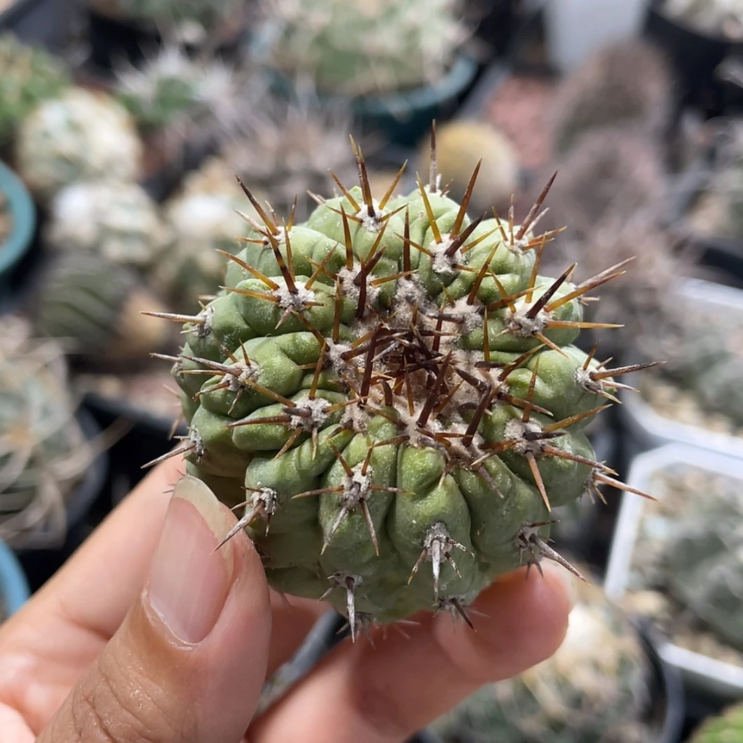 【闪购商品】孤龙丸冒根芽微瑕6666