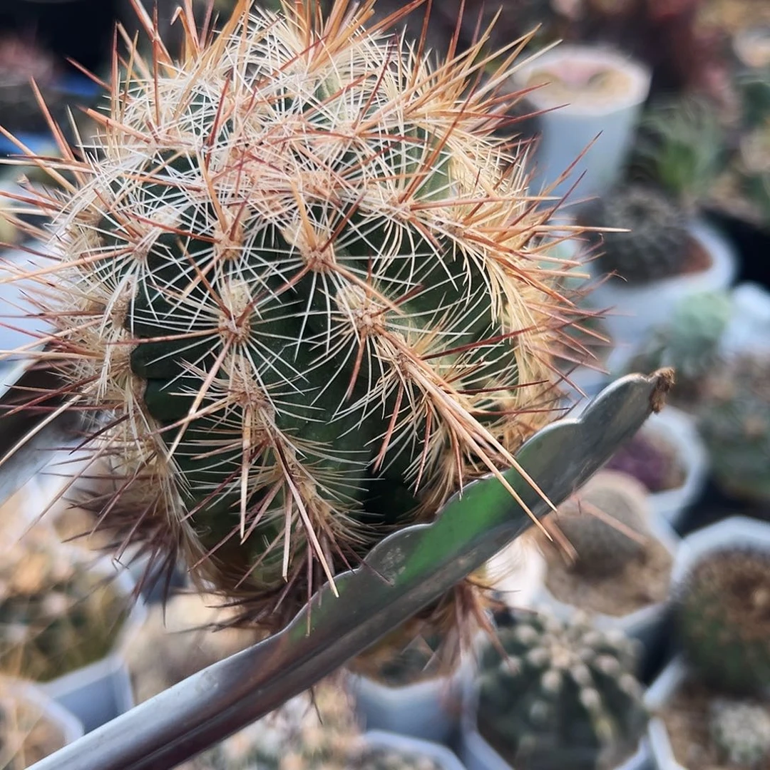 红白司虾有根 仙人球66666666