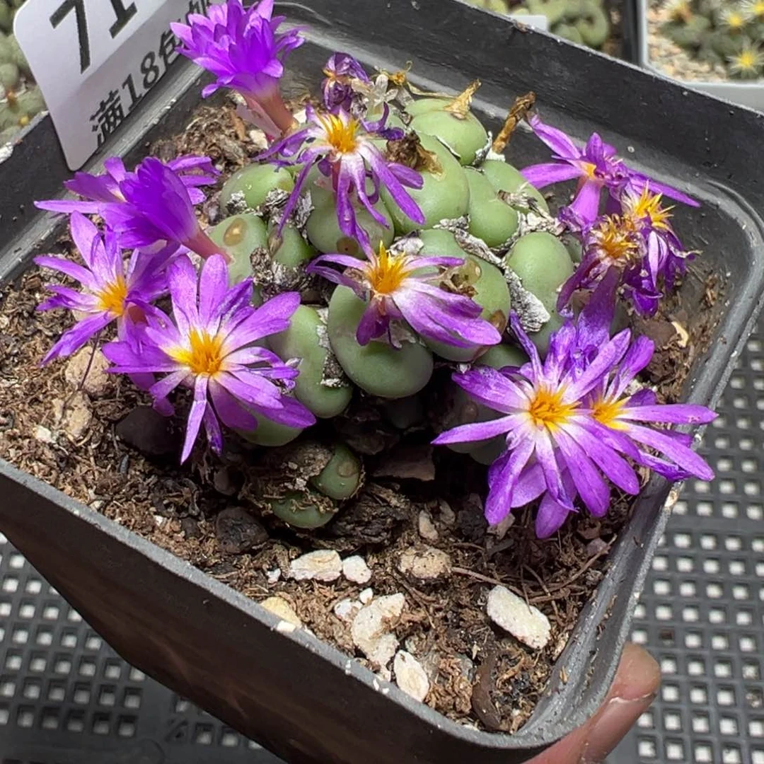 【闪购商品】  717。