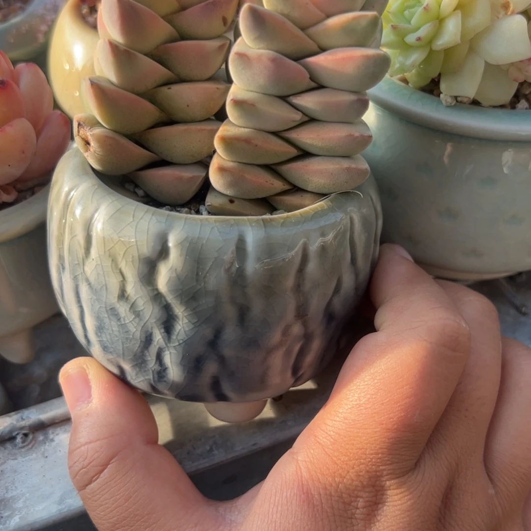 静***开双头纪之川锦带盆灰色树皮纹