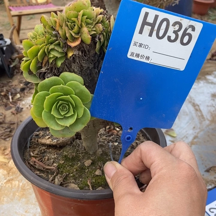 用***8036绿羊绒老桩老桩