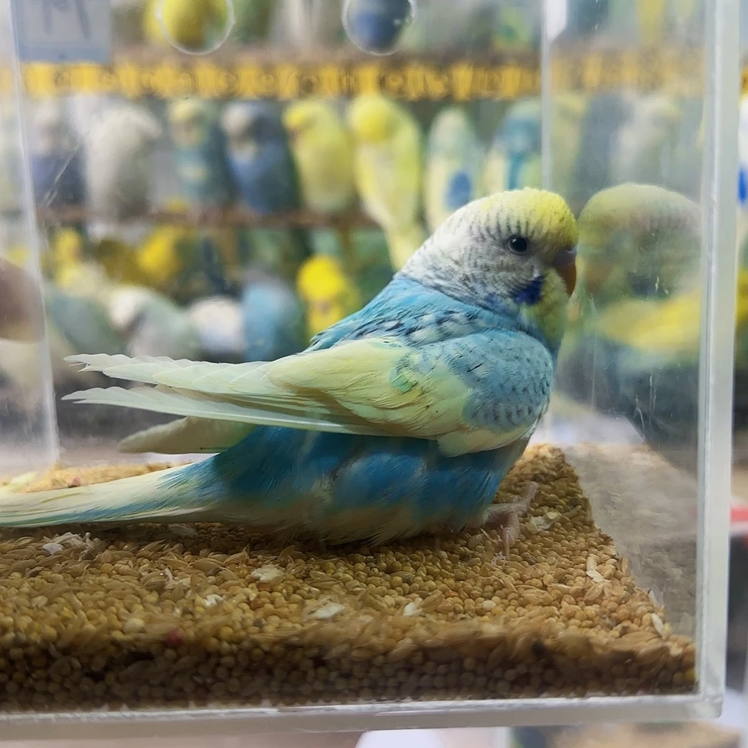 虎皮鹦鹉金彩蓝公