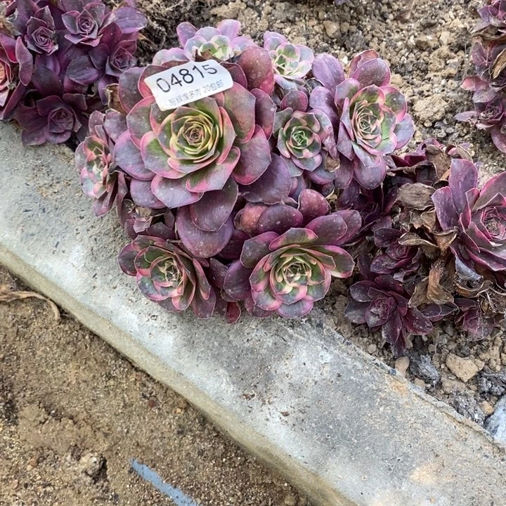 04815魅金玫瑰金多肉植物