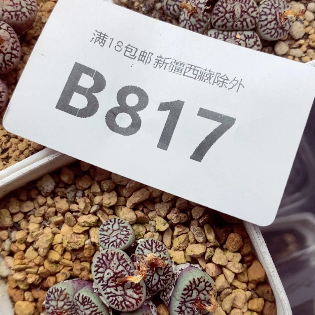 霧**岚我的小姐姐们都是我817