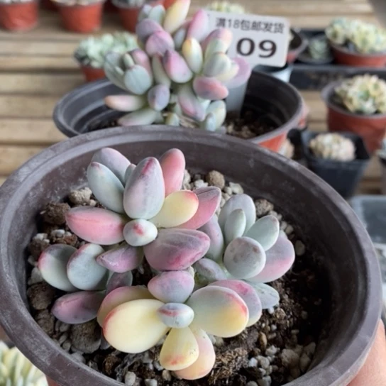 109一一一一一一一