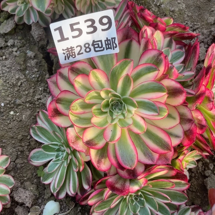 1539三号棚倾城多肉植物