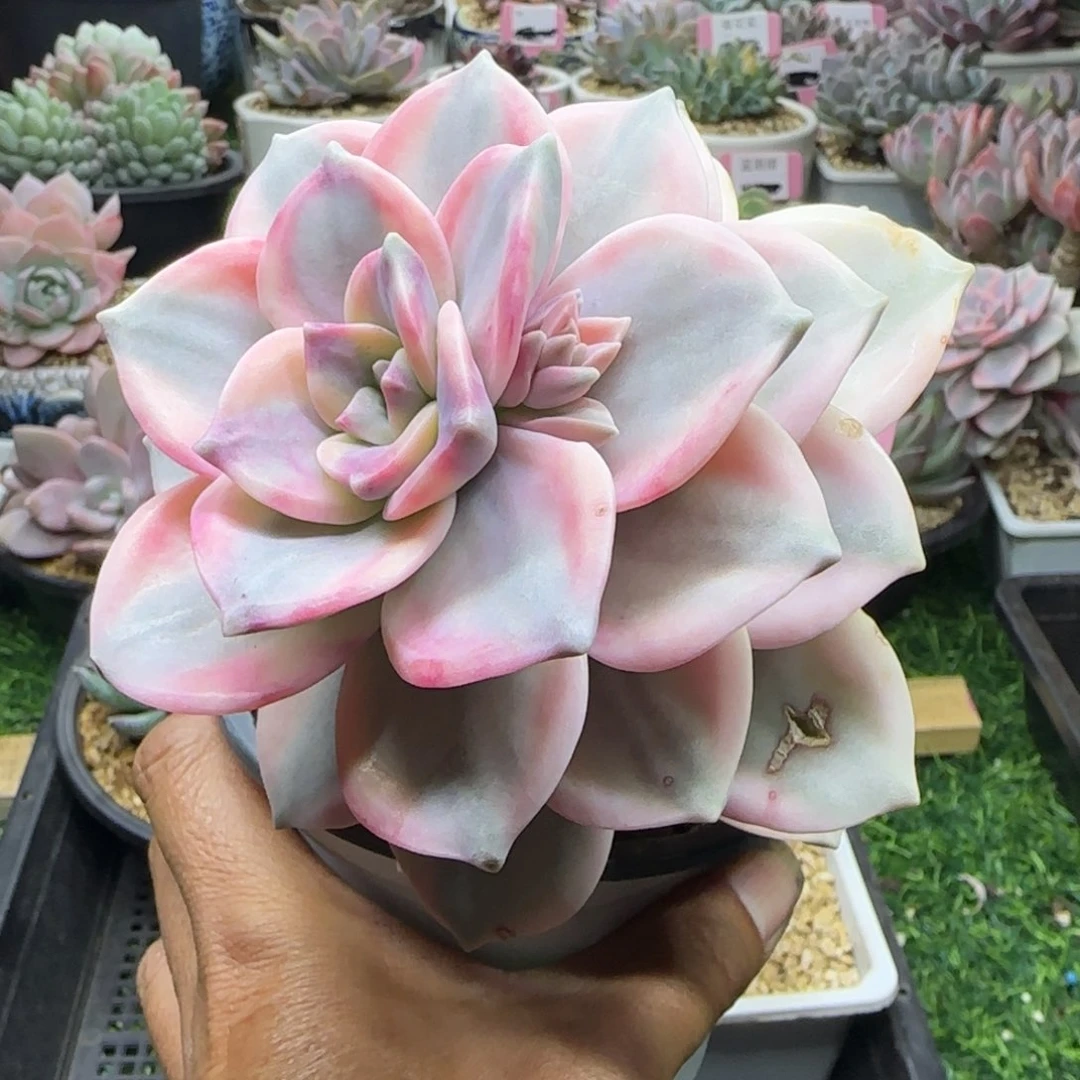 锦安精品多肉植物231