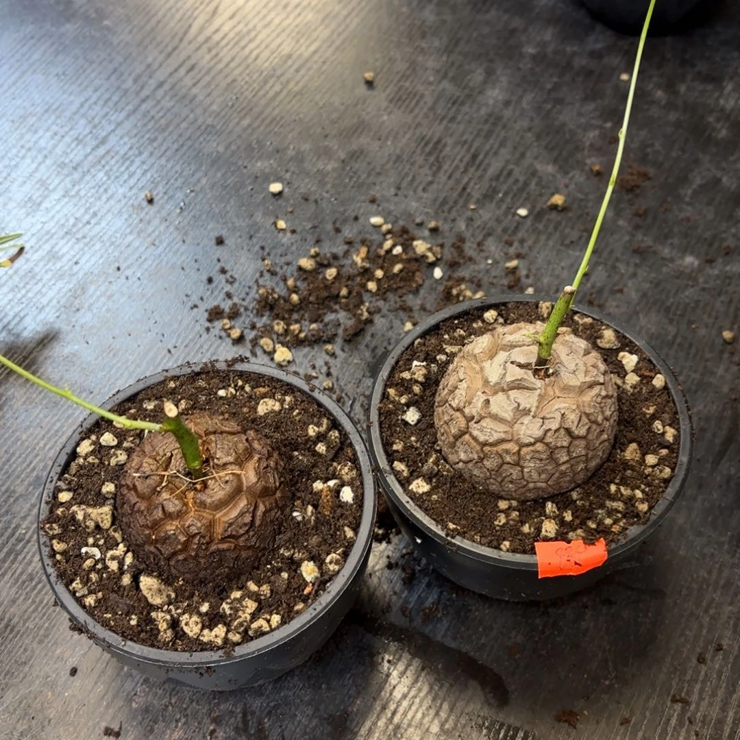 两个南非龟甲龙带盆