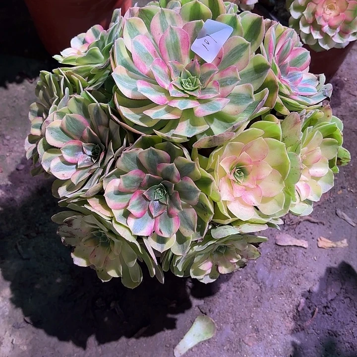 多肉植物雨荷00101