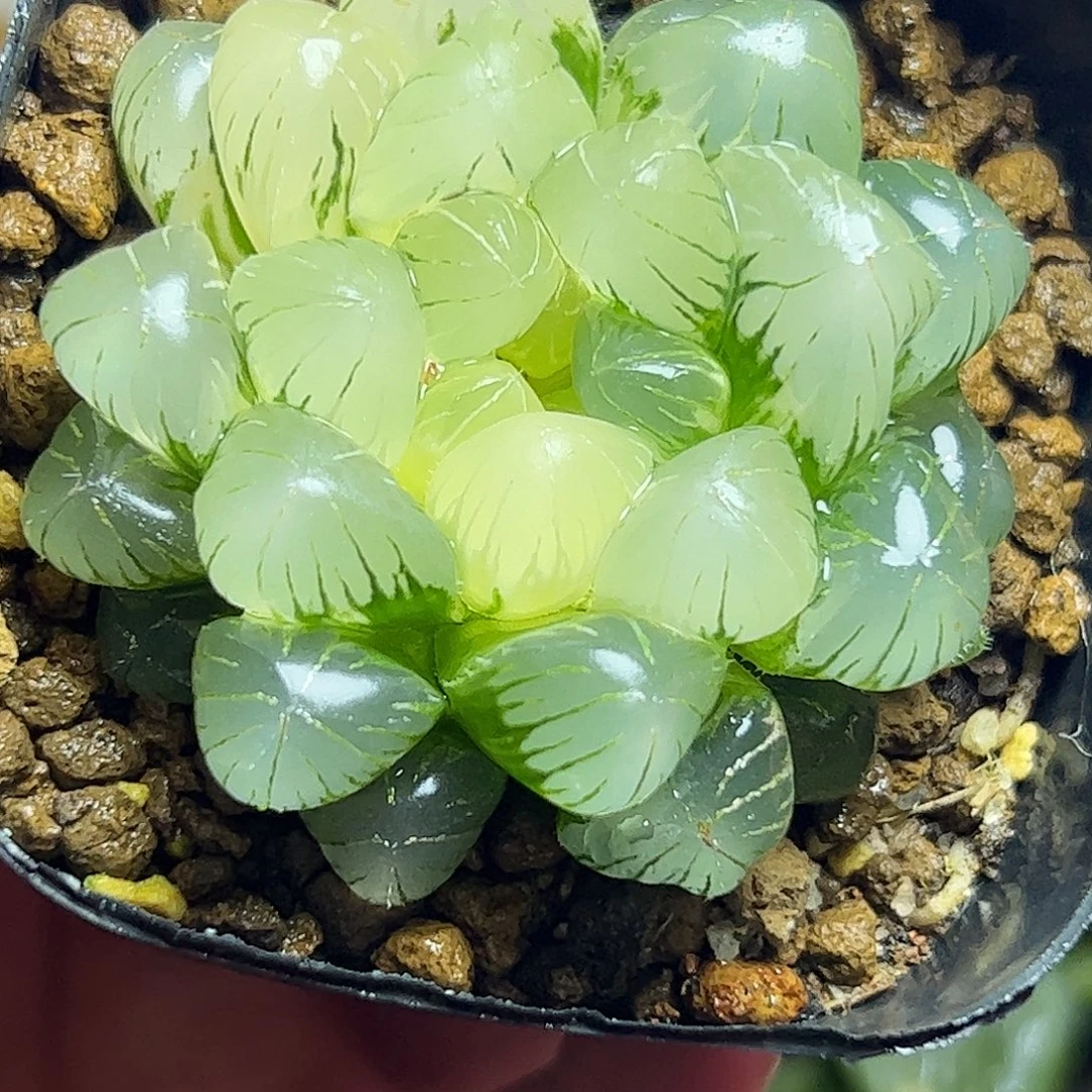 孙灯母本五公分十二卷