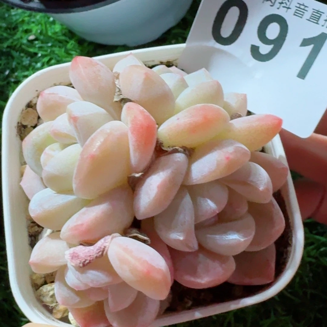 冰玉群生         精品多肉