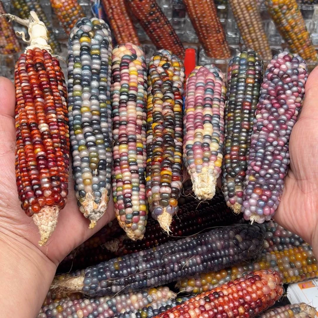 柏香籽/百香籽吊坠小**哒