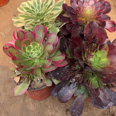 606多肉植物组合