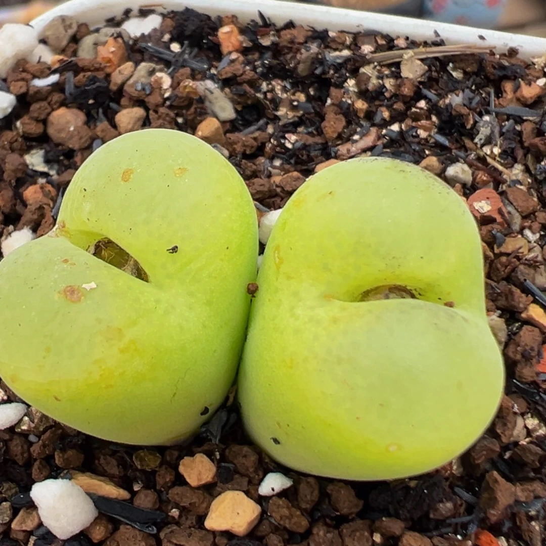 69多肉植物百科植物