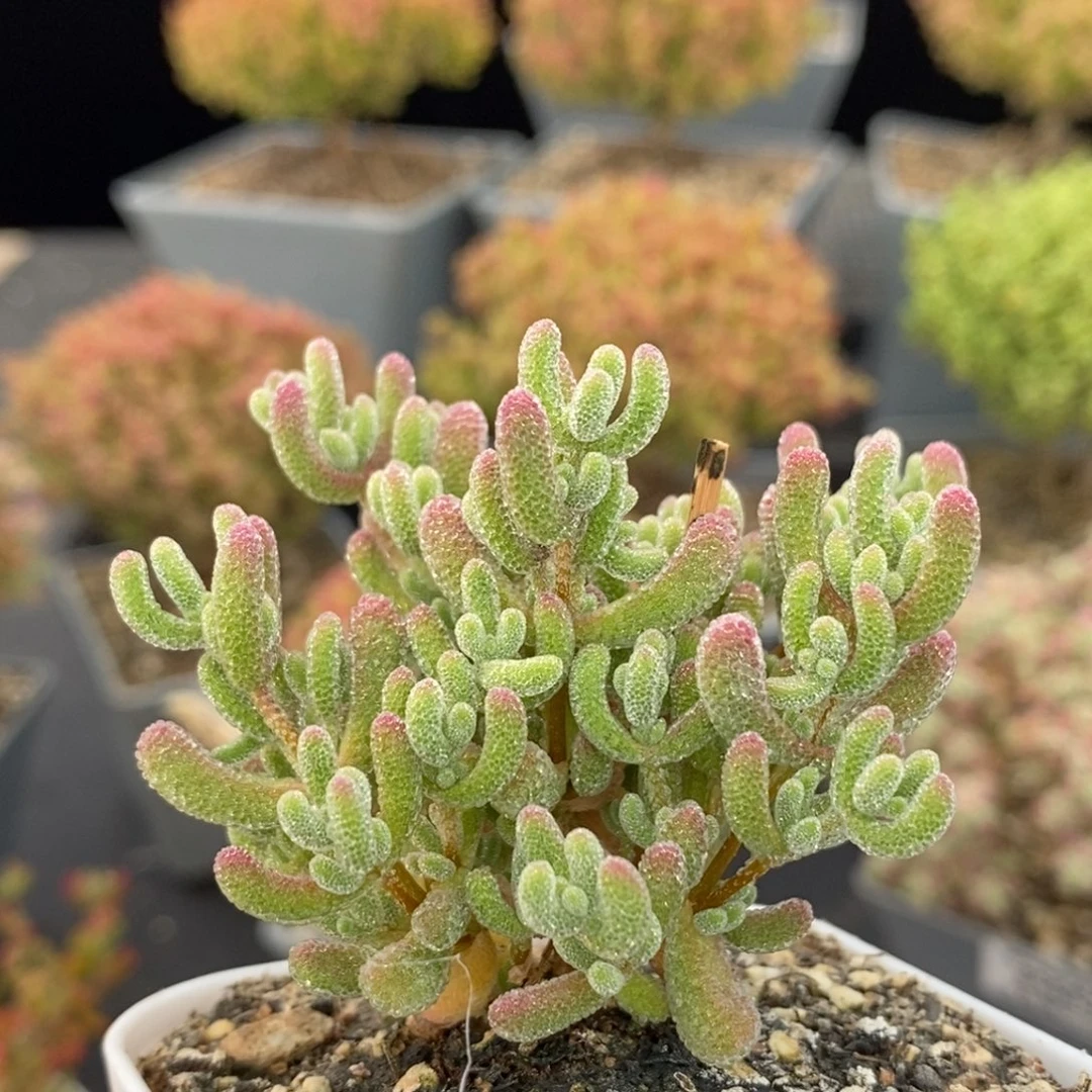 优选冰晶667枝干番杏