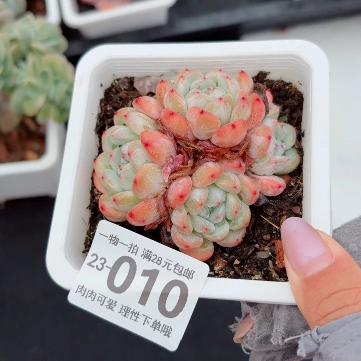 雪爪无盆土发货无盆土发货